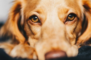 Γιατί τα μάτια του σκύλου σου μπορεί να σου «λένε» το ακριβώς αντίθετο από αυτό που νιώθει