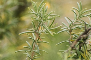 Το δεντρολίβανο και ο εγκέφαλος: γιατί η επιστήμη το κοιτάει ξανά