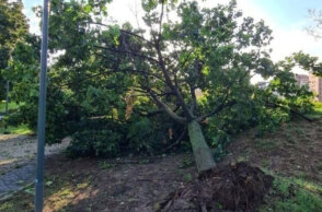 Θεσσαλονίκη: Οι θυελλώδεις άνεμοι την Κυριακή έριξαν 28 δέντρα 