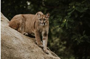  HΠΑ: Μια γυναίκα έχασε τη ζωή της μετά τη φερόμενη επίθεση ενός κούγκαρ