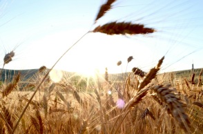 Τι σημαίνει η εμπορική συμφωνία της ΕΕ με τη Mercosur για την Ελλάδα - Οι νέες ευκαιρίες και φθηνότερες εξαγωγές 