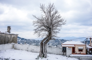 χιονια, δασος