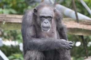 Η Ai, η χιμπατζής «θαύμα» πέθανε σε ηλικία 49 ετών	