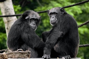 Μελέτη: Η ομόφυλη σεξουαλική συμπεριφορά μπορεί να έδωσε εξελικτικό πλεονέκτημα σε ορισμένα πρωτεύοντα