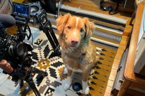 Ο Indy, το σκυλί που «έπαιξε» καλύτερα από τον Ίθαν Χοκ