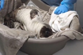 Διάσωση ετοιμοθάνατης φώκιας