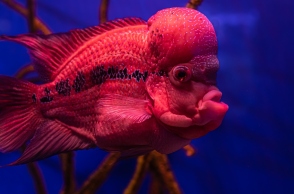 Αλλαγή φύλου στα ψάρια - Πώς συμβαίνει και γιατί μας αφορά;