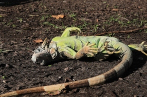 Παγωμένα ιγκουάνα πέφτουν από τα δέντρα