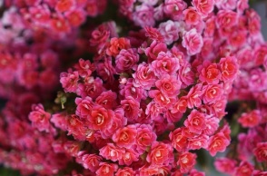 Εορτολόγιο, λουλουδια