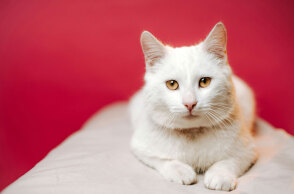 Γάτες και σκύλοι