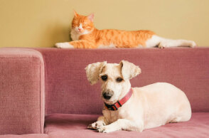 Γάτες και σκύλοι