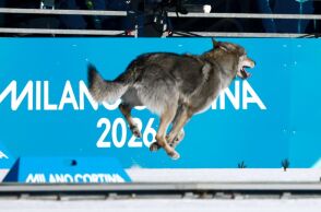 Ένας… τετράποδος πρωταθλητής - Χαριτωμένος σκύλος τερμάτισε μαζί με τις σκιέρ στους Χειμερινούς Ολυμπιακούς Αγώνες