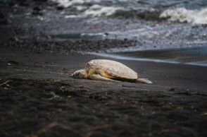 Το παράδοξο των χελωνών: Γιατί τα θηλυκά πέφτουν από γκρεμούς για να ξεφύγουν