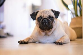 Fake απαγωγή: Influencer «έκλεψε» τον ίδιο του τον σκύλο