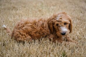 Σκύλος γέννησε 17 κουτάβια μετά από 13 ώρες