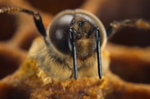 τρέιλερ για τη νέα σειρά «Secrets of the Bees», μελισσες