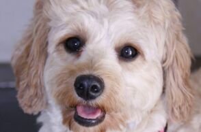 Σκύλοι και γάτες στους δρόμους καθώς ξένοι φεύγουν άρον άρον από το Ντουμπάι