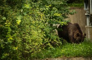 Αρκούδα σε αστική περιοχή