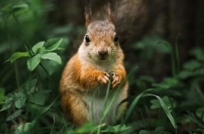 Σκίουρος με… ηλεκτρονικό τσιγάρο σε πάρκο του Λονδίνου