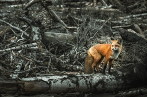 Τσερνόμπιλ: 5 απόκοσμα πράγματα που συμβαίνουν στη φύση 40 χρόνια μετά