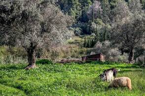 Πρόβατα και αρνιά στη Λέσβο βόσκουν στην εξοχή