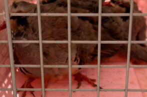 Κότες στην ταράτσα στους Αμπελοκήπους