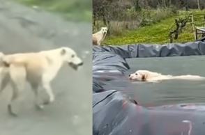 Απίστευτη διάσωση στο Ηράκλειο: Σκυλίτσα ζήτησε βοήθεια για το κουτάβι της