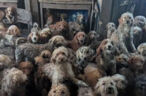 Σοκ στη Βρετανία: Πάνω από 250 σκυλιά στοιβαγμένα σε ένα σπίτι
