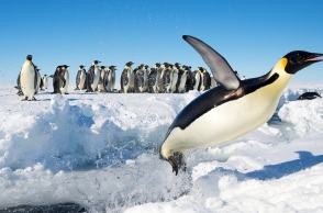 Ο αυτοκρατορικός πιγκουίνος περιελήφθη επισήμως στα «απειλούμενα» είδη