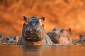 Ιπποπόταμοι 
