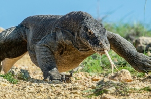 Ινδονησία: Έξι άνθρωποι συνελήφθησαν για διακίνηση Δράκων του Κομόντο	