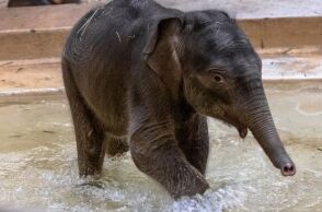 Περίπτωση Punch: Ελεφαντάκι απορρίφθηκε από τη μητέρα του αλλά βρήκε θαλπωρή