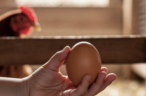 Viral βίντεο με κότα που γεννάει αυγό, μάς κάνει να βλέπουμε το πρωινό μας με άλλο μάτι