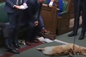 Σκύλος που κοιμάται στο βρετανικό κοινοβούλιο