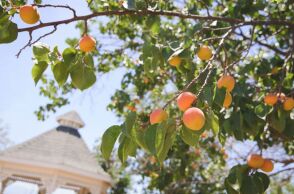 Κατάρρευση της Del Monte: Αγρότες στην Καλιφόρνια ξεριζώνουν 420.000 ροδακινιές