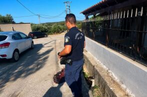 Φρίκη στην Κεφαλονιά: Άγνωστος πυροβόλησε και σκότωσε αδέσποτο σκυλί μέσα σε κατοικημένη περιοχή