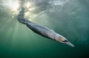 Bird Photographer of the Year 2026: Η απίθανη βουτιά που χάρισε το βραβείο στον Χένλεϊ Σπάιερς