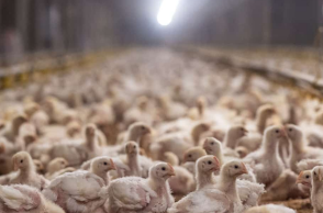 ΠΟΥ: Ανησυχία για την μετάδοση της γρίπης των πτηνών σε ανθρώπους