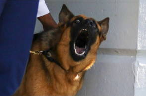 Μπάιντεν σκύλος