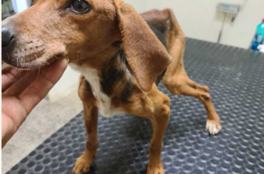 Σκελετωμένο σκυλί στα Κρέστενα ζύγιζε έξι κιλά αντί για δεκάξι