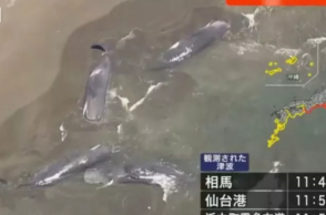 Φάλαινες ξεβράστηκαν στις ακτές της Ιαπωνίας μετά το τσουνάμι