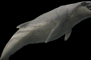 Προϊστορική φάλαινα ανακαλύφθηκε στην Αυστραλία - «Tρομερός θηρευτής με κοφτερά δόντια»