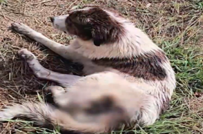 Ναύπακτος: Βάναυση κακοποίηση σκύλου – Πυροβολήθηκε στο πόδι