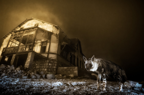 Wildlife Photographer of the Year 2025: Η νικήτρια φωτογραφία που μαγνήτισε τον κόσμο