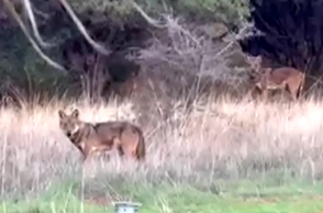 Ανησυχία έχει προκαλέσει στους κατοίκους της τοπικής κοινότητας Ηράκλειας, στον Δήμο Λαμιέων, η εμφάνιση αγέλης λύκων στην περιοχή τις τελευταίες ημέρες.  Σύμφωνα με μαρτυρία κατοίκου, το πρωί της Παρασκευής (30/1), ενώ εκτελούσε αγροτικές εργασίες με τρακτέρ σε χωράφι στα όρια του οικισμού, εντόπισε από απόσταση αγέλη λύκων, η οποία, όπως ανέφερε, αριθμούσε περίπου δώδεκα ζώα. Το περιστατικό προκάλεσε έντονη αναστάτωση στην τοπική κοινωνία.  Η ανησυχία εντάθηκε το Σάββατο, όταν κάτοικοι εντόπισ