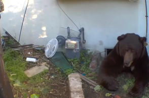 Ούτε γάτα, ούτε ρακούν: Μια αρκούδα εγκαταστάθηκε στο υπόγειο ενός 63χρονου στην Καλιφόρνια