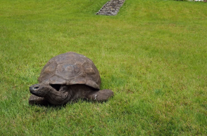 Τρόμαξαν με τον «θάνατο» της γηραιότερης χελώνας, αλλά ο Τζόναθαν σε ηλικία 193 χρόνων «ζει και βασιλεύει»