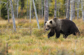 Σλοβακία: Θανατώθηκε η αρκούδα που τραυμάτισε πέντε ανθρώπους σε δημοφιλή τουριστικό προορισμό	