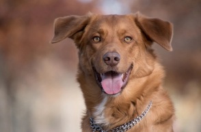 Θεσσαλονίκη: Σκύλος δάγκωσε βρέφος στο πρόσωπο