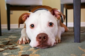 Θλιμμένο σκυλάκι